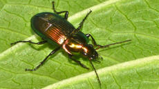 Glatthalsiger Buntgrabläufer_1.jpg